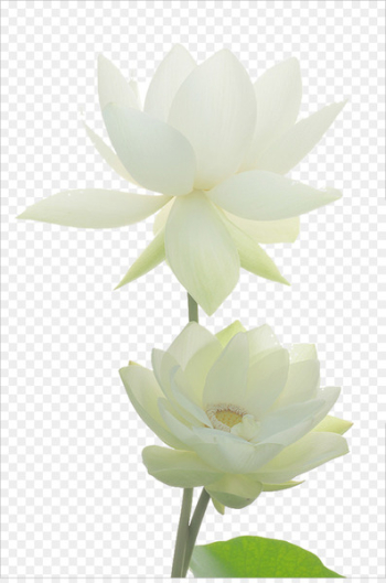 Nelumbo nucifera Lotus Pond Egyptian lotus Flower Nymphaea alba - Noble white lotus picture material 