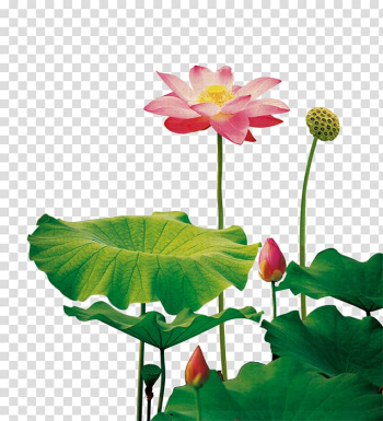 Nelumbo nucifera Lotus seed Template, Lotus flower transparent background PNG clipart