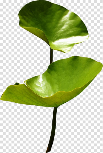 Nelumbo nucifera Nymphaea lotus Egyptian lotus Rose Aquatic Plants, Oliva transparent background PNG clipart