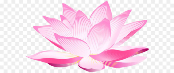 Nelumbo nucifera Pink Petal Wallpaper - Lotus Flower PNG Clip Art Image 