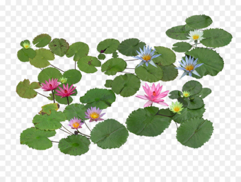 Nelumbo nucifera Pygmy water-lily Aquatic plant Computer file - Aquatic plants 