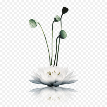 Nelumbo nucifera u66f2u9662u98ceu8377 - Lotus Lotus Nelumbo nucifera u66f2u9662u98ceu8377 - Lotus Lotus