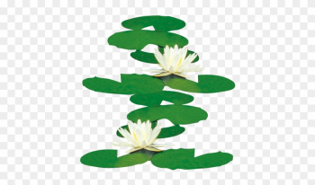 Nelumbo Nucifera Water Lilies Icon - Nelumbo Nucifera Water Lilies Icon Nelumbo Nucifera Water Lilies Icon - Nelumbo Nucifera Water Lilies Icon