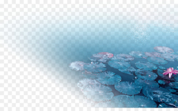 Nelumbo nucifera Water lilies Pygmy water-lily Leaf - Blue water lilies lotus leaf material 