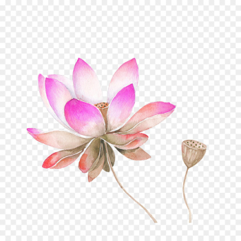 Nelumbo nucifera Watercolor painting Drawing Flower Sketch - Pink watercolor lotus flower decorated pattern 