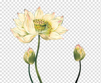 Nelumbo nucifera Watercolor painting Ink wash painting Chinoiserie, Hand-painted lotus transparent background PNG clipart