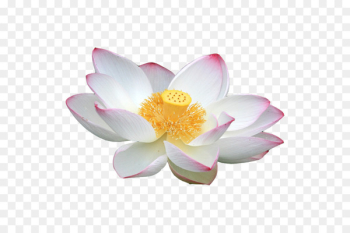 Nelumbo nucifera White Download - White lotus Nelumbo nucifera White Download - White lotus