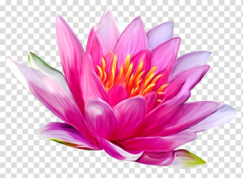 Nelumbo nucifera White Water-Lily Nymphaea lotus Flower , flower transparent background PNG clipart