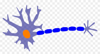 Nerve Neuron Nervous System Cell Clip Art - Nerve Neuron Nervous System Cell Clip Art Nerve Neuron Nervous System Cell Clip Art - Nerve Neuron Nervous System Cell Clip Art