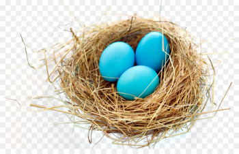 Nest Bird - Nest Nest Bird - Nest