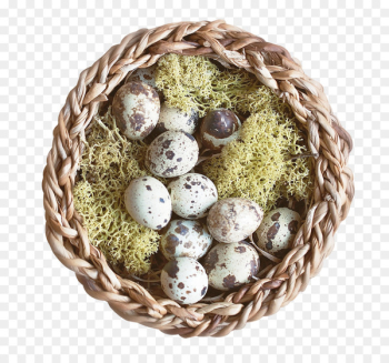 Nest Bird - Nest Nest Bird - Nest