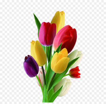 Netherlands Tulip Flower Nosegay - Multicolor tulips Netherlands Tulip Flower Nosegay - Multicolor tulips