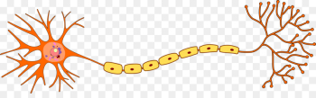 Neuron, Multipolar Neuron, Nervous System, Yellow, Jewellery PNG