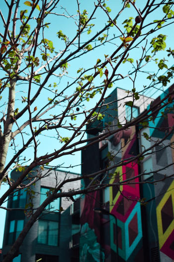 New Blossoming Tree Near Multicolored Building New Blossoming Tree Near Multicolored Building