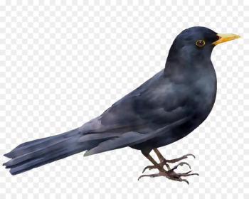 New Caledonian crow American crow Rook American Sparrows - New Caledonian crow American crow Rook American Sparrows -