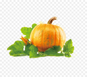 New Hampshire Pumpkin Festival Pumpkin pie Clip art - pumpkin 