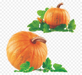 New Hampshire Pumpkin Festival Pumpkin pie Clip art - Pumpkin and pumpkin vine 