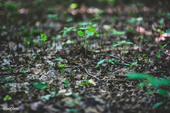 New life in spring. Visit Kaboompics for more.. | Free stock photo - 435274 New life in spring. Visit Kaboompics for more.. | Free stock photo - 435274