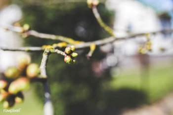 New sprouts on a tree. Visit Kaboompics for m.. | Free stock photo - 435971 New sprouts on a tree. Visit Kaboompics for m.. | Free stock photo - 435971