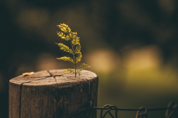 New Tree Grow Up on Stump New Tree Grow Up on Stump