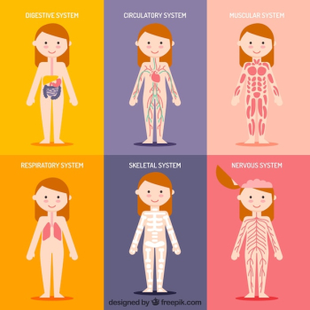 Nice human system collection Nice human system collection