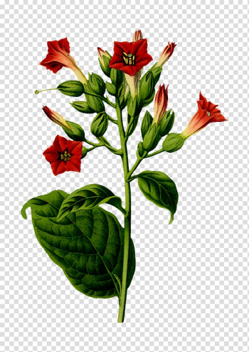 Nicotiana tabacum Tobacco Plant Cigar, plant transparent background PNG clipart