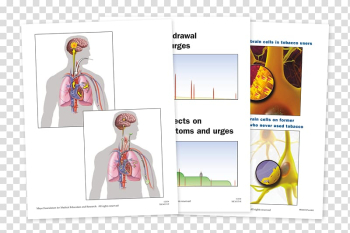 Nicotine dependence Anatomy Substance dependence Tobacco, LAMINATION transparent background PNG clipart