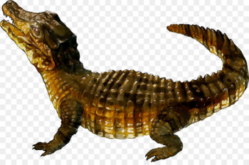 Nile crocodile Alligators Fauna - Nile crocodile Alligators Fauna -
