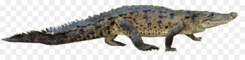 Nile crocodile Gharial Reptile Portable Network Graphics - crocodile 