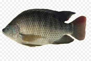 Nile tilapia Fish Oreochromis aureus Nile perch - small-scale 