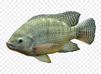 Nile tilapia Mozambique tilapia Oreochromis aureus Nile perch - fish 