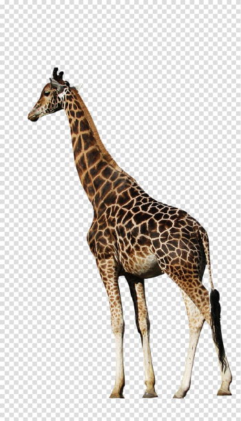Northern giraffe Animal , animal transparent background PNG clipart Northern giraffe Animal , animal transparent background PNG clipart