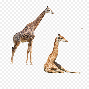 Northern giraffe Okapi Elephant Felidae - giraffe Northern giraffe Okapi Elephant Felidae - giraffe