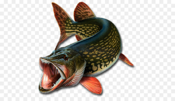 Northern pike Recreational fishing Angling - Fishing Northern pike Recreational fishing Angling - Fishing