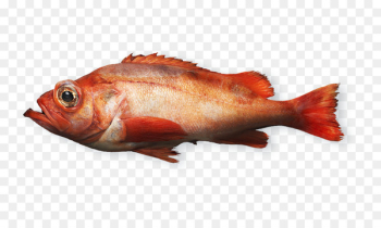 Northern red snapper Fish products Rose fish Seafood - fish Northern red snapper Fish products Rose fish Seafood - fish
