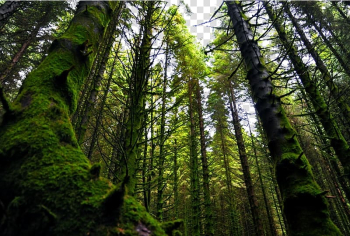 Norway Valdivian temperate rain forest Vegetation, Norwegian Forest scenery transparent background PNG clipart