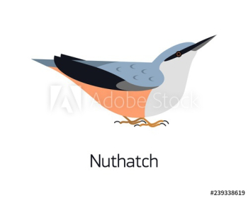 Nuthatch isolated on white background Nuthatch isolated on white background