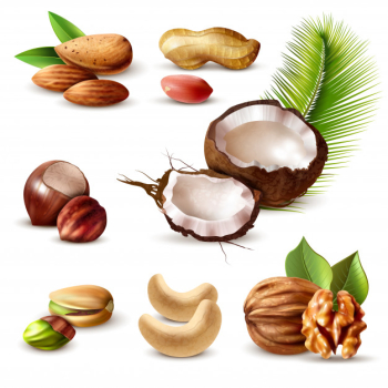 Nuts realistic set Free Vector Nuts realistic set Free Vector