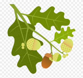 Oak, Acorns, Branch, Leaves, Nature, Tree, Tree Fruit - Oak Oak, Acorns, Branch, Leaves, Nature, Tree, Tree Fruit - Oak