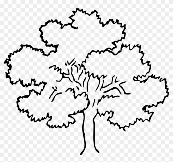 Oak Tree Black White Line Art Coloring Book Colouring - Tree Black And White