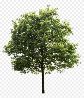 Oak Tree - Cutout Trees - Transparent Background Tree Png