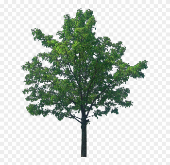 Oak Tree Png Transparent Image - Tree Textures