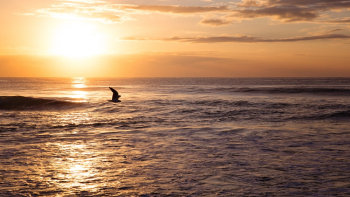Ocean During Sunset Ocean During Sunset