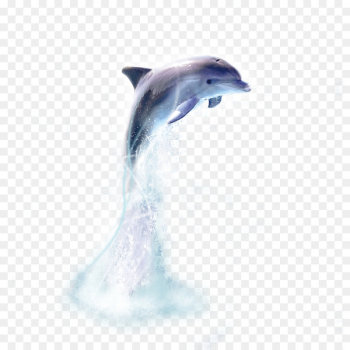 Oceanic dolphin Whale - dolphin Oceanic dolphin Whale - dolphin