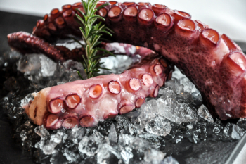 Octopus close up Octopus close up