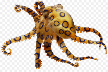 Octopus Crab Decapods Cephalopod Terrestrial animal -  