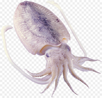 Octopus Squid as food Cephalopod Sepiidae - shrimps Octopus Squid as food Cephalopod Sepiidae - shrimps