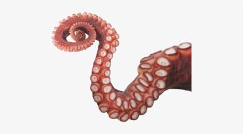 Octopus Tentacles Png Photos - Octopus Tentacles PNG Image ...