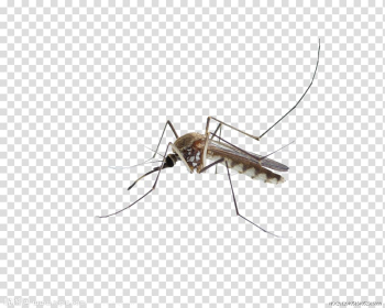 Of brown mosquito, Mosquito Insect Membrane, mosquitoes transparent background PNG clipart