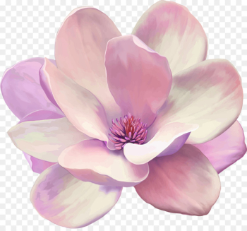 Oil painting Magnolia Canvas print Vector graphics - painting 